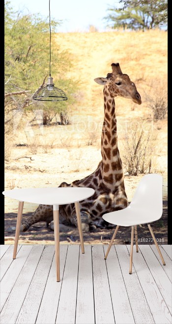 Picture of A giraffe sitting in the shade